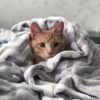 orange tabby cat on gray blanket